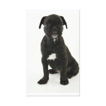 Black Dog 20  Stretched Canvas Print