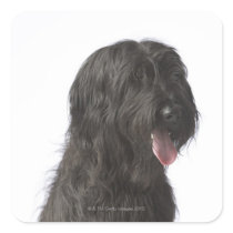 Black dog, Briard Square Sticker