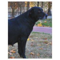 Black dog custom flyer