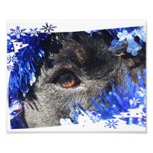 Black dog eye peering out of blue tinsel photo art