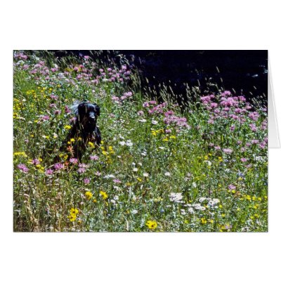 Black Dog in Flowers Card by bchesley