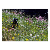 Black Dog in Flowers cards
