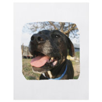 Black Dog Pink Tongue Smiling In Camera