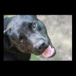 Black Dog posters