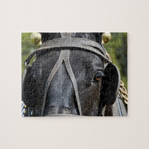 Black Draft Horse Puzzle