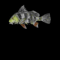 BLACK_DRUM, Got Fish? t-shirts