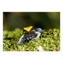 Black-eared Mantella, Mantella expectata, 2