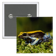 Black-eared Mantella, Mantella expectata, Button