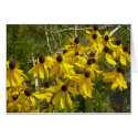 Black Eye Susan cards by bkang22 Black Eye Susan cards