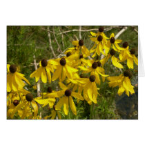Black Eye Susan cards by bkang22 Black Eye Susan cards