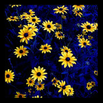BLACK EYE SUSAN posters