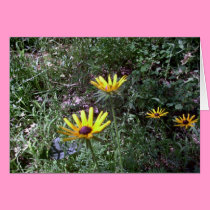 Black Eye Susans cards by eelkat Black Eye Susans cards
