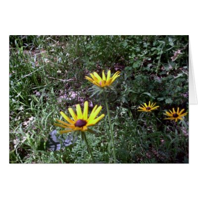 Black Eye Susans Card by eelkat