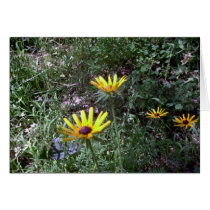 Black Eye Susans cards