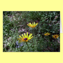 Black Eye Susans cards