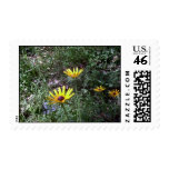 Black Eye Susans Postage Stamps
