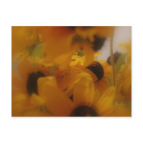 Black Eye Susans postcards by KarisStudio Black Eye Susans postcards