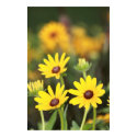 Black Eye Susans posters by visionscape360 Black Eye Susans posters