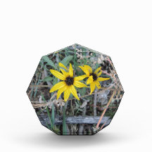 Black Eyed Susan 001 Rocky Mountain Arsenal 2012.J Award