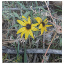 Black Eyed Susan 001 Rocky Mountain Arsenal 2012.J Cloth Napkin