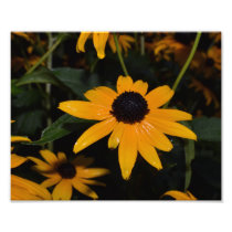 Black-eyed Susan. After The Rain. Photo.