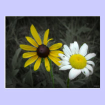 Black-eyed Susan and Daisy Postcard postcards