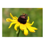 Black-Eyed Susan & Bee Print Black-Eyed Susan & Bee Print