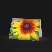 Black Eyed Susan - Blank Inside cards by clarionphoto Black Eyed Susan - Blank Inside cards