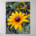 Black-Eyed Susan Canvas Print