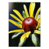 Black Eyed Susan cards by lifesphere Black Eyed Susan cards