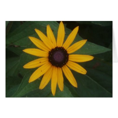 Black eyed susan greeting cards by number1shutterbug