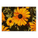 Black-Eyed Susan cards