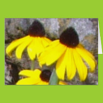 Black-eyed Susan Card cards