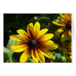 Black Eyed Susan Cards