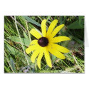 Black-eyed Susan cards