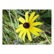 Black-eyed Susan cards