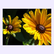 Black Eyed Susan Daisies posters