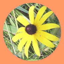 Black-eyed Susan Envelope Sticker