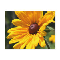 Black Eyed Susan Flower Photography Postcard by SmilinEyesTreasures Black Eyed Susan Flower Photography Postcard