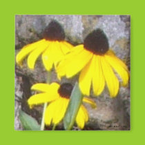 Black-Eyed Susan Magnet magnets