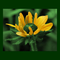 Black Eyed Susan On Green Flower Poster posters