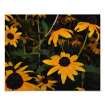 BLACK-EYED SUSAN PATCH. AFTER THE RAIN. PHOTO
