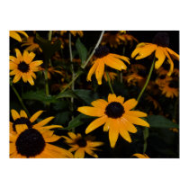 BLACK-EYED SUSAN PATCH. AFTER THE RAIN. POSTER