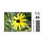 Black-eyed Susan Postage
