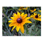 Black-Eyed Susan Postcard
