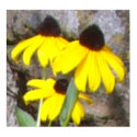 Black Eyed Susan Poster print