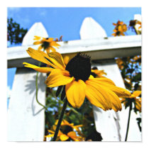 Black Eyed Susan posters