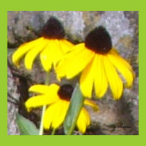 Black  Eyed Susan Poster posters