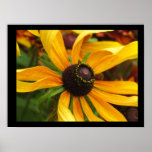 Black Eyed Susan Posters