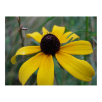 Black-eyed Susan posters by dannamarie72 Black-eyed Susan posters